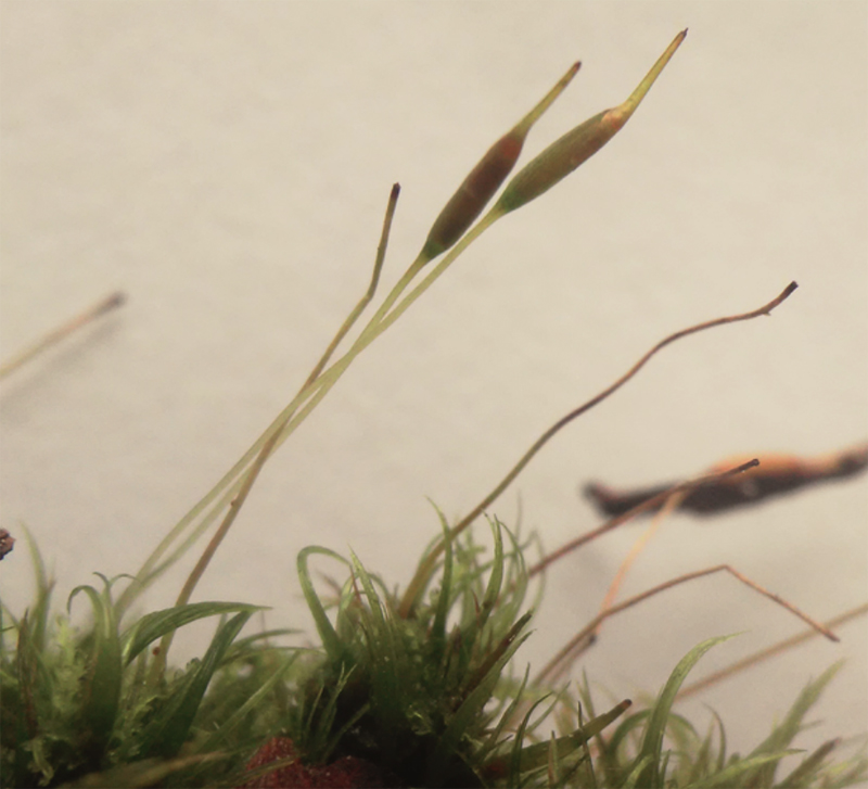 Dicranum montanum